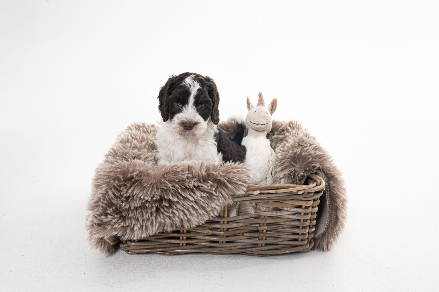 Wat kost een Rubies Australian Labradoodle pup? Rubies Australian